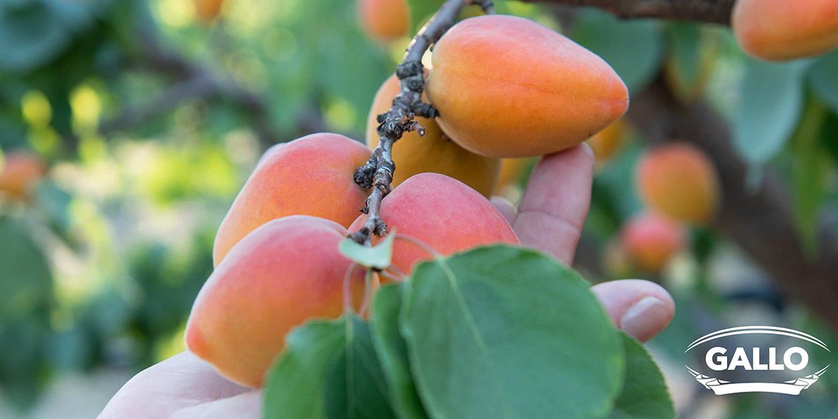 Terza riconversione varietale per le albicocche di Op Agricor